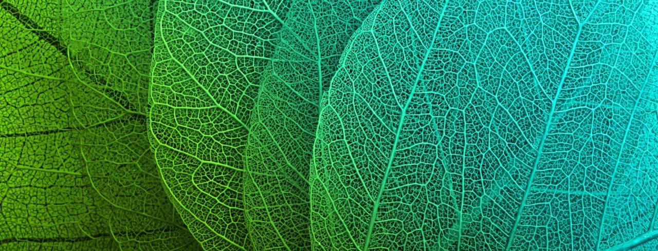 Mindfulness Based Stress Reduction - incredible detail in leaf macro